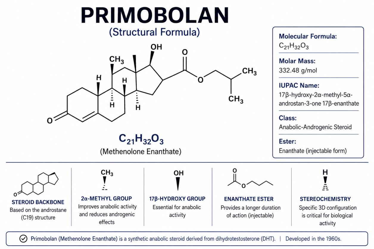 Primobolan (Méthénolone) – Informations sur les effets et les risques dans le bodybuilding